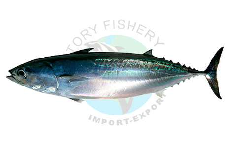 Victory Fishery Import-Export, S.L.