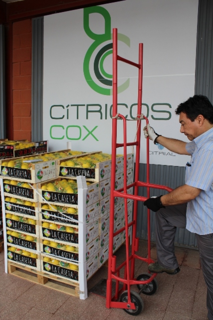 Cítricos Cox se instala en Mercalicante para empezar a distribuir sus productos en el mercado nacion