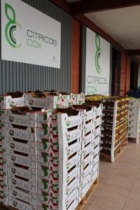 Cítricos Cox se instala en Mercalicante para empezar a distribuir sus productos en el mercado nacion