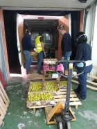 Mercalicante dona 36,5 toneladas de fruta a la Emergencia de Cruz Roja para ayudar a colectivos vuln